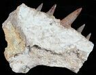 Xiphactinus Jaw Section - Terror of The Cretaceous Seas! #50956-1